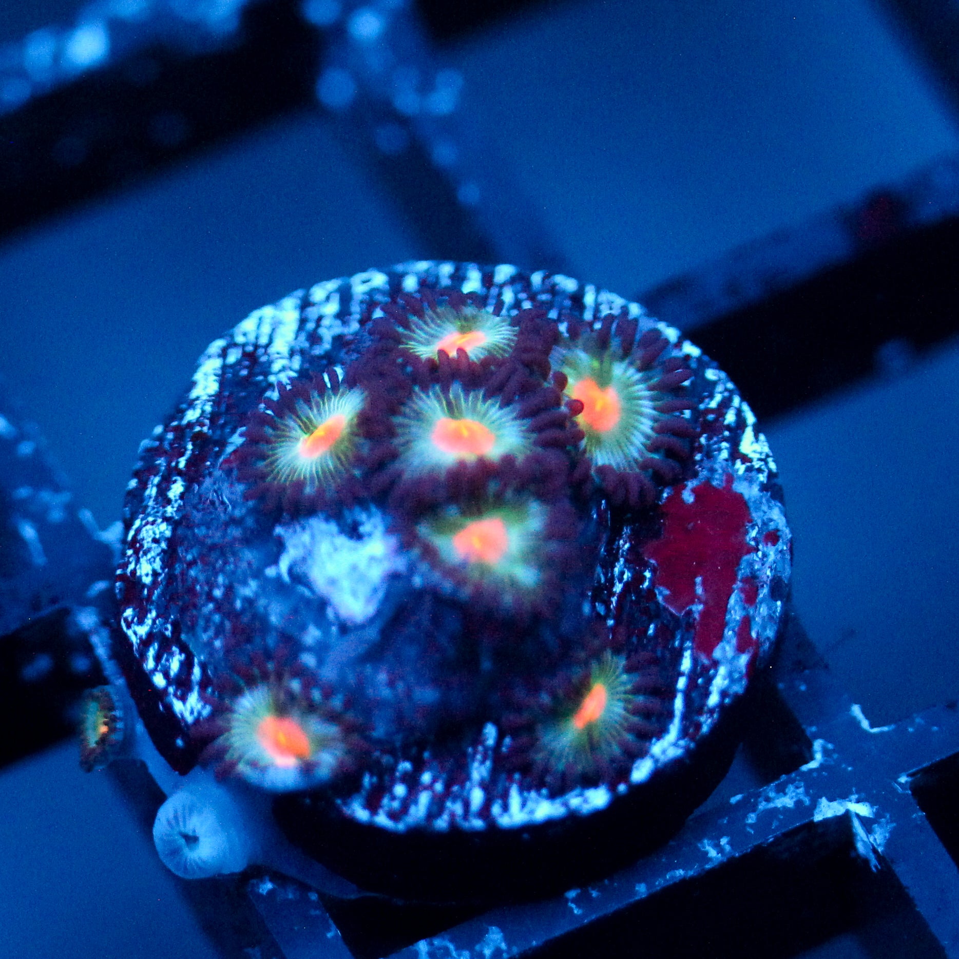JC Blue Raven Zoanthid
