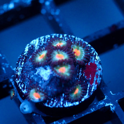 JC Blue Raven Zoanthid