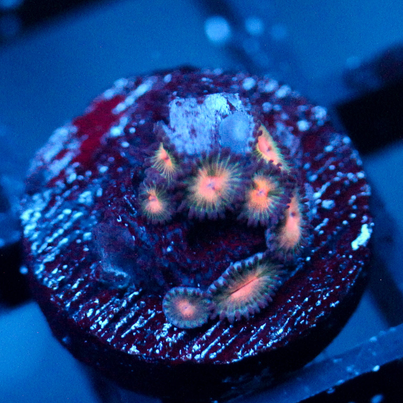 JC Peach Bellini Zoanthid
