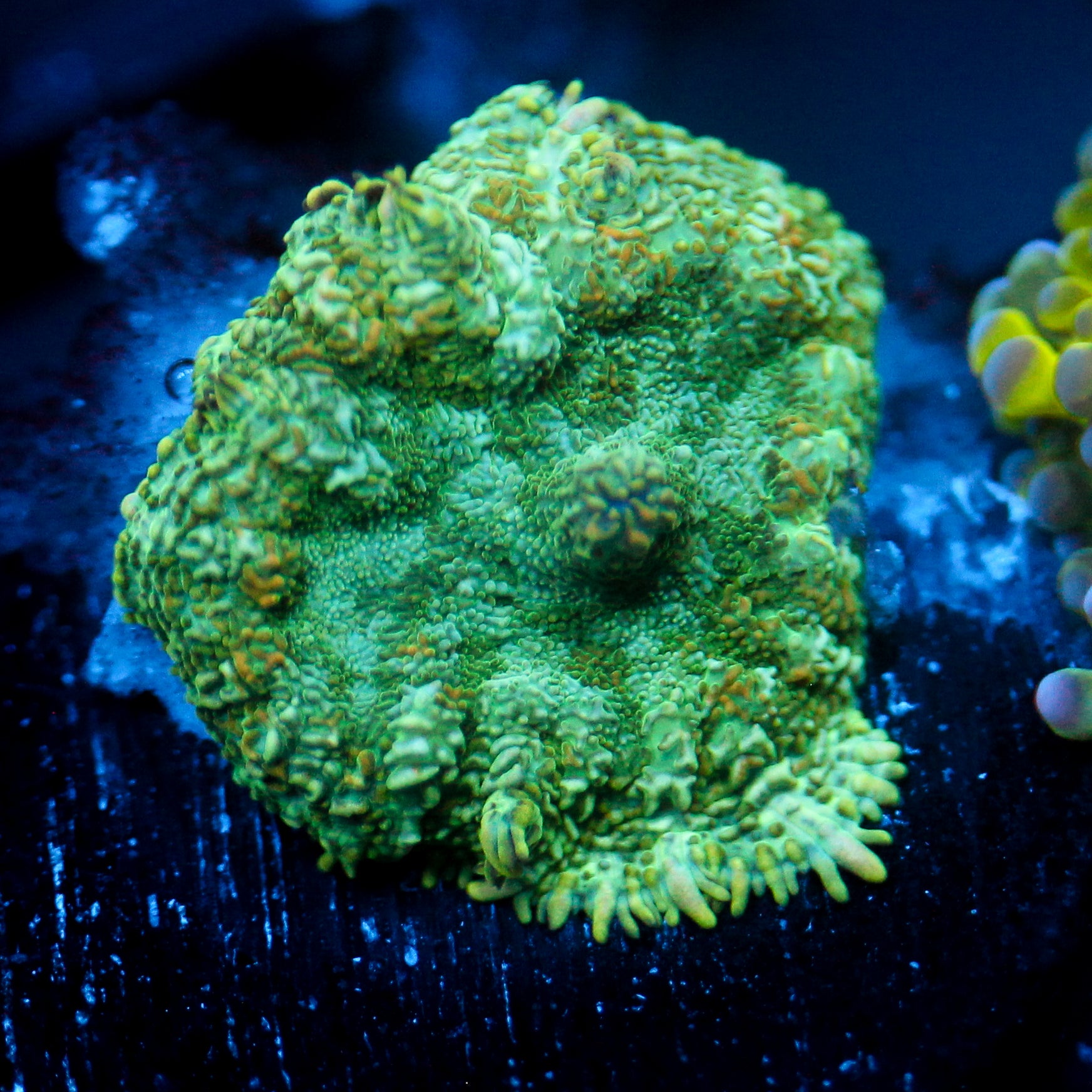 JC Lush Biome Rhodactis
