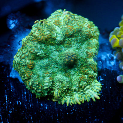JC Lush Biome Rhodactis