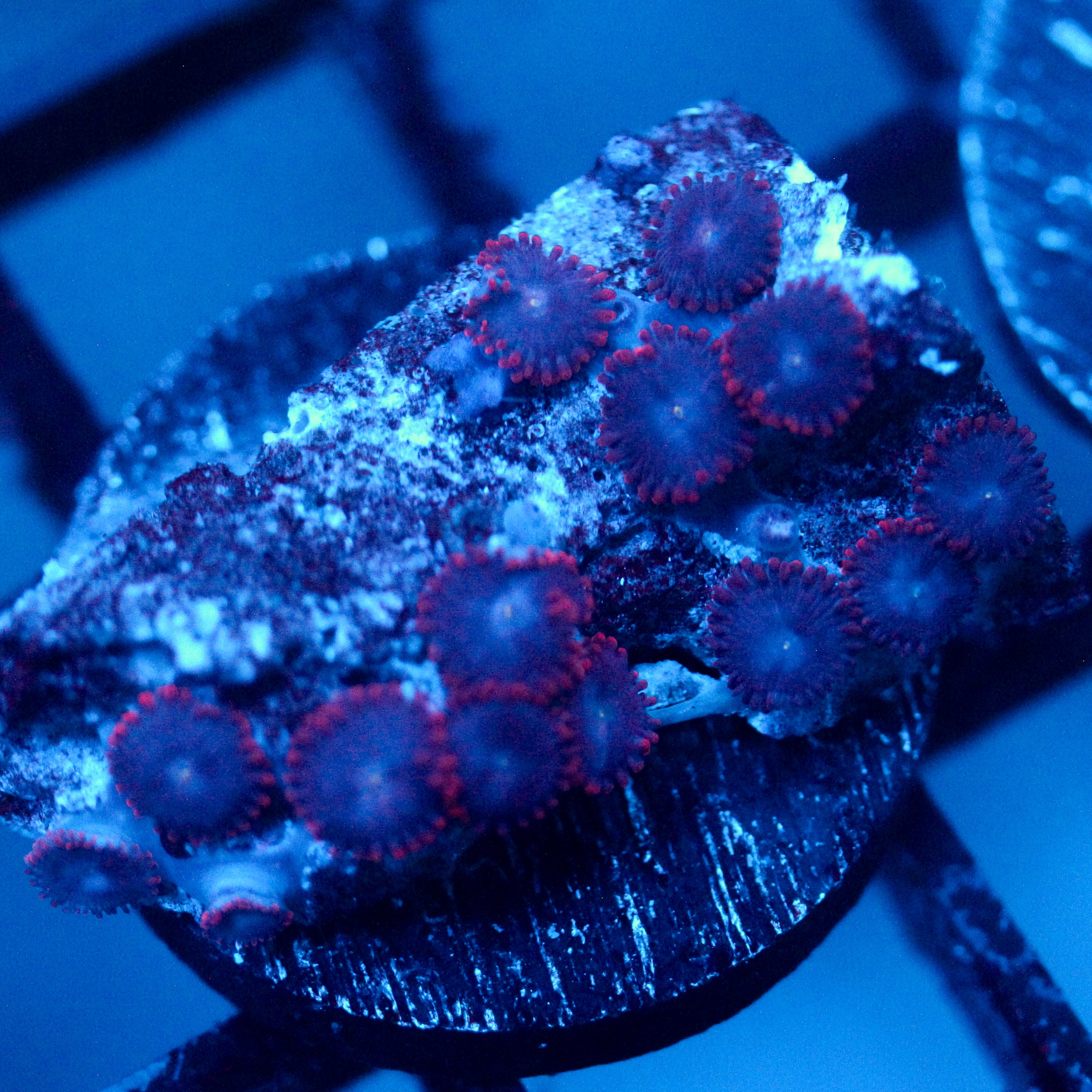 JC Nova Zoanthid