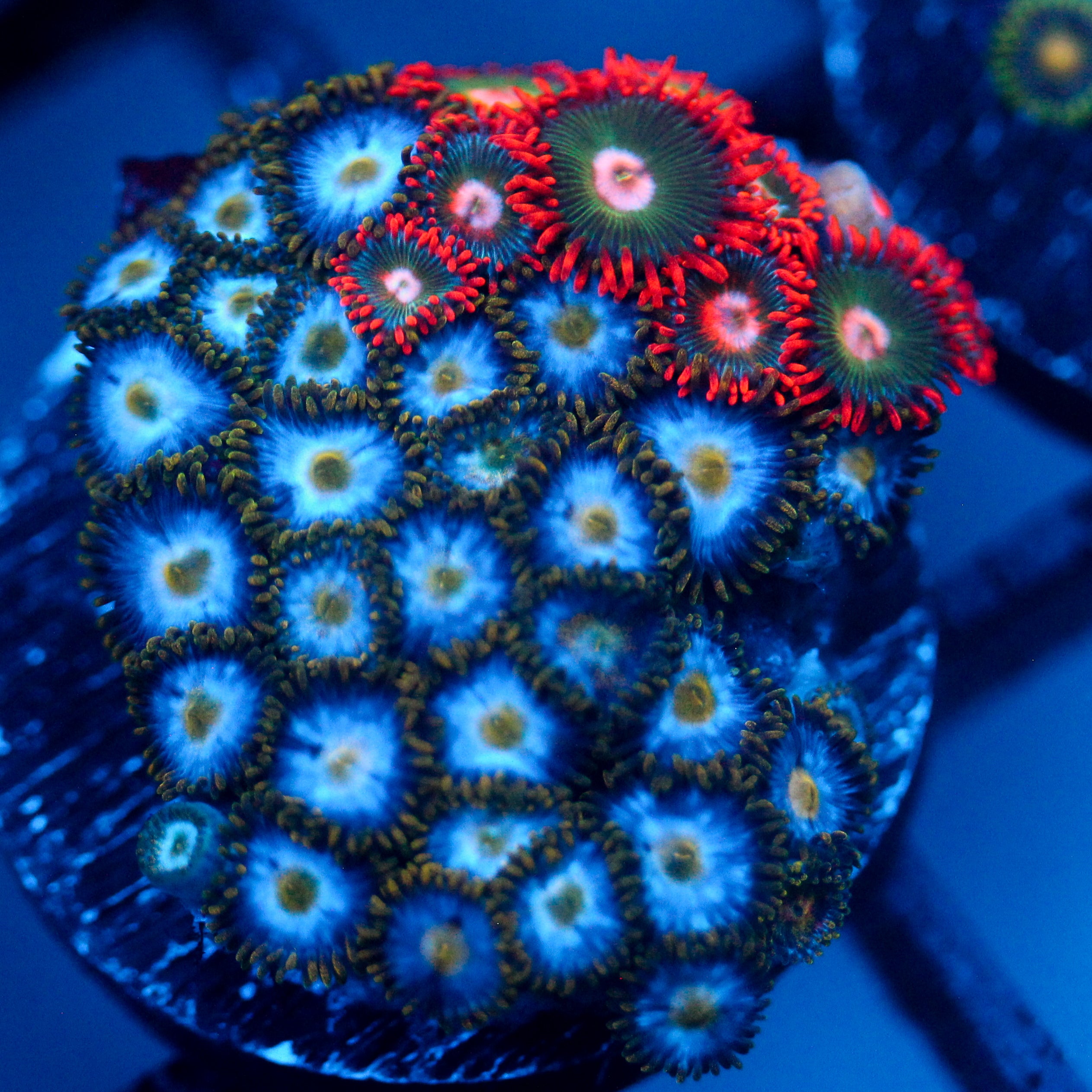 JC Frozen Garden Zoanthid Mix