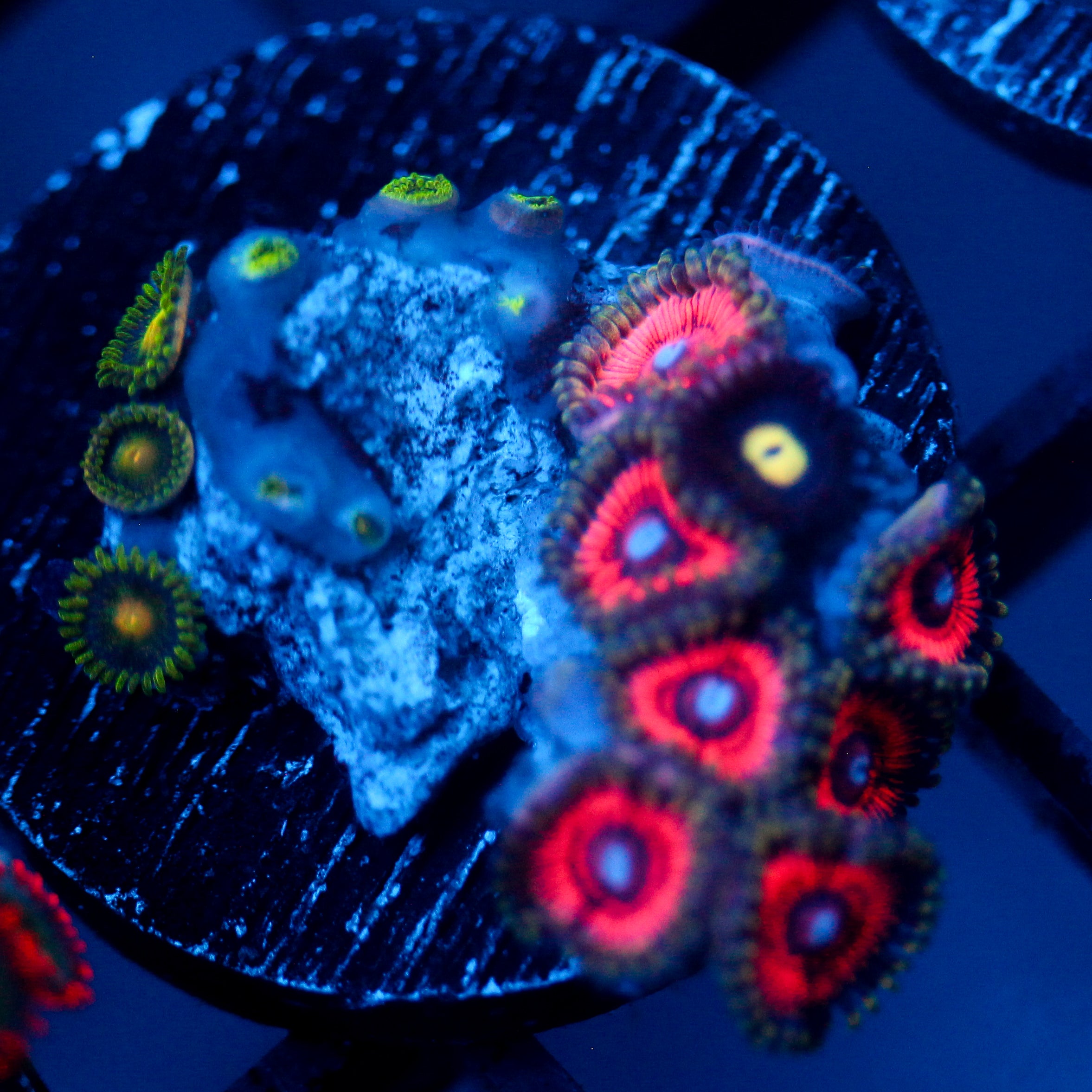 JC Pink Dominion Zoanthid Mix