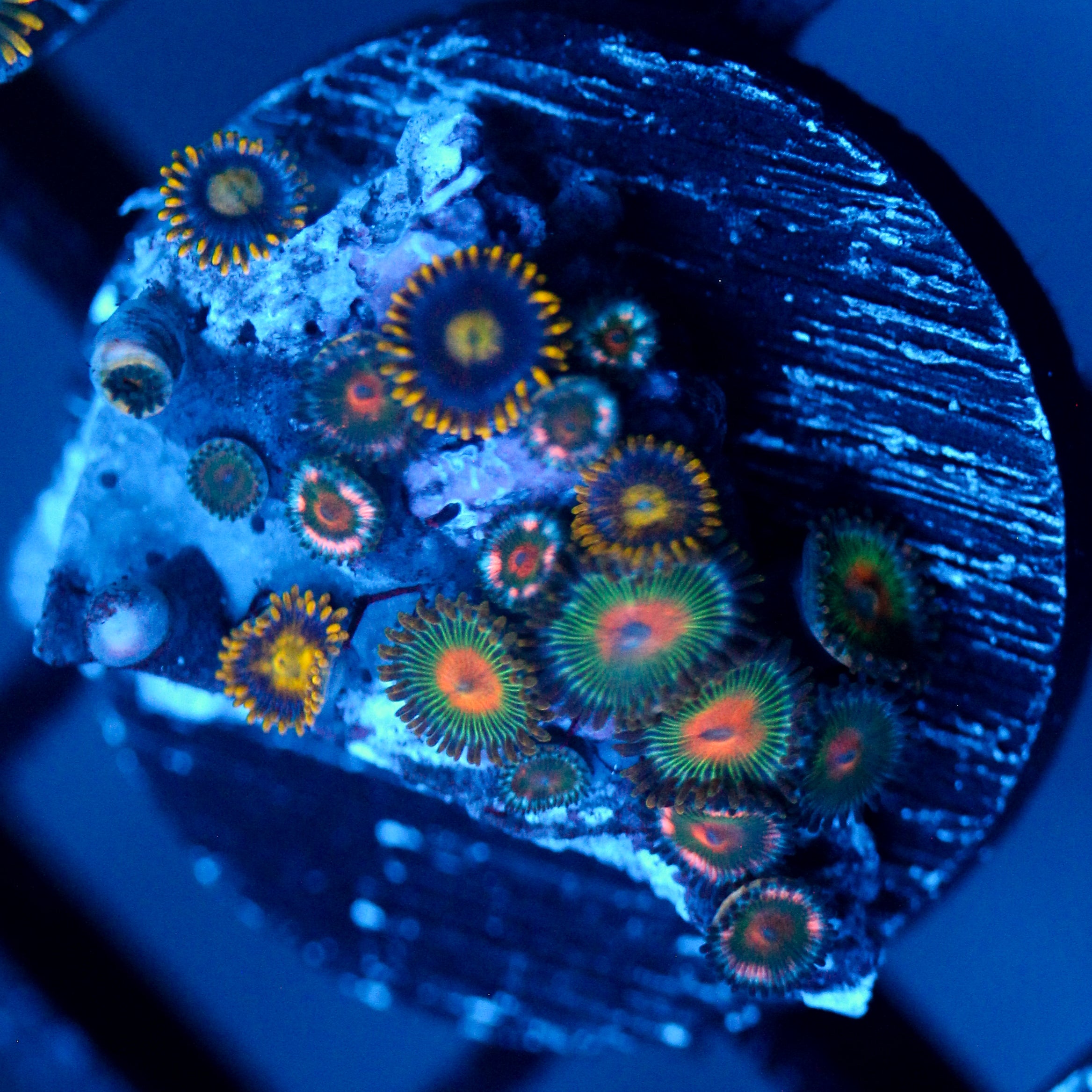JC Alien Blood Zoanthid