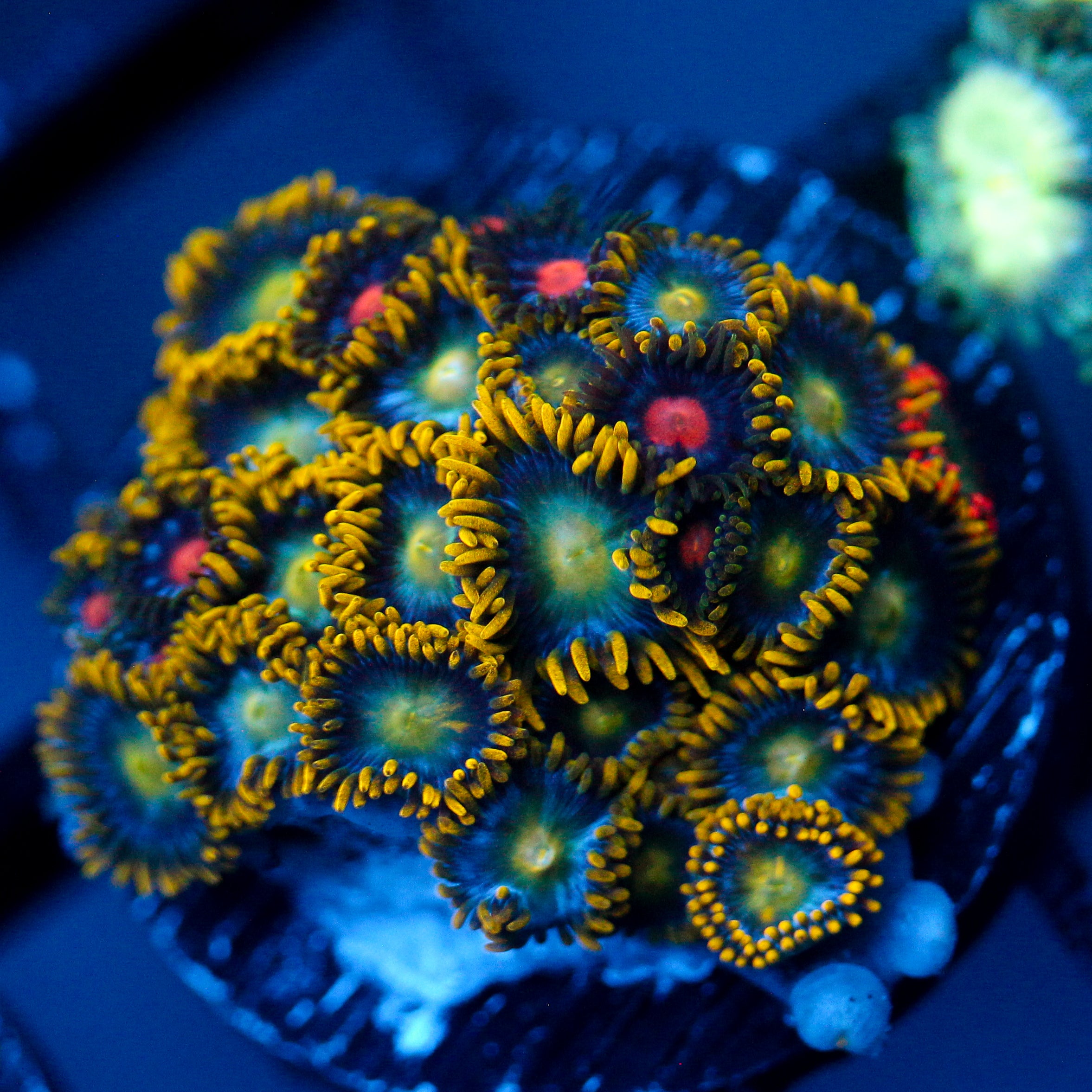 JC Saturn Zoanthid mix
