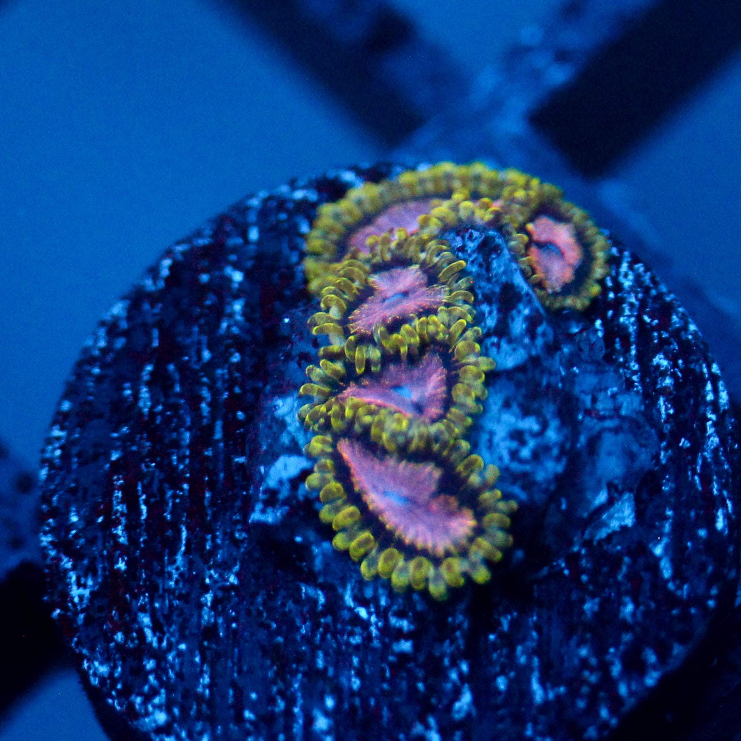 JC Purple Monster Zoanthid