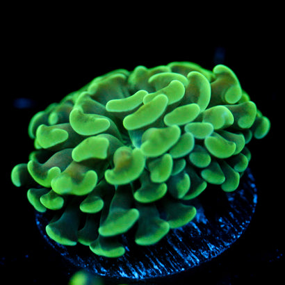 JC Irish Splash Hammer