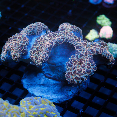 Orange Wall Hammer SHOW