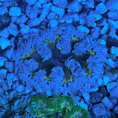 JC Ultra Rock Flower Anemone