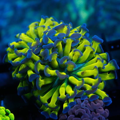 JC Bright Lights (2 Heads)