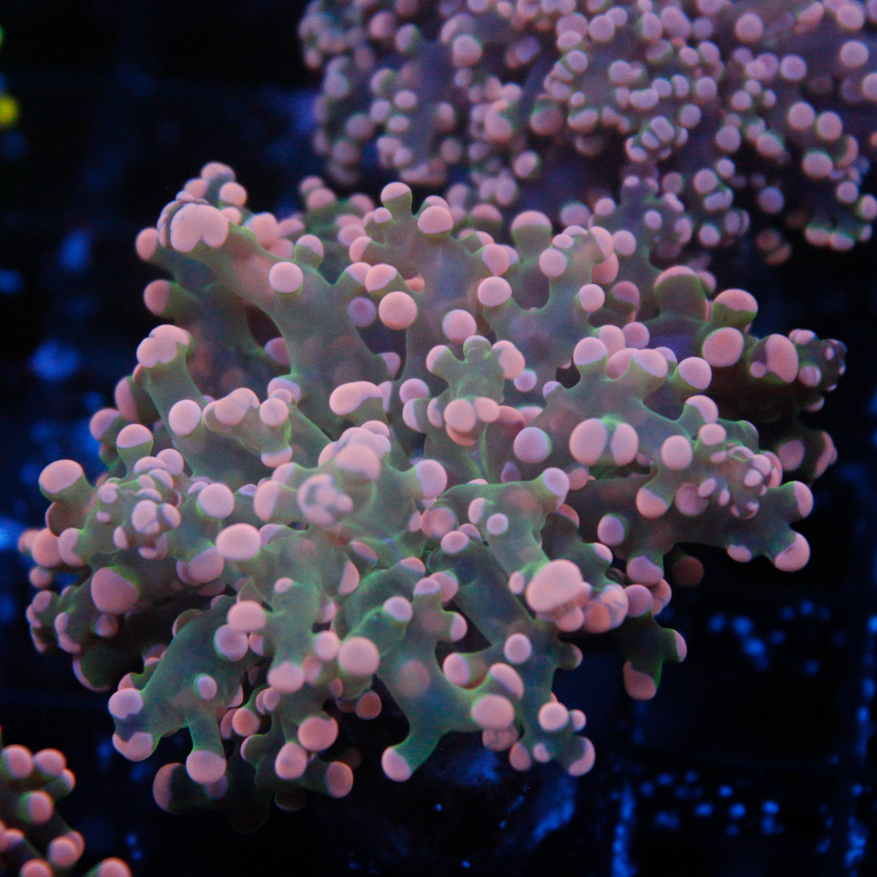 JC Pink Tip Octo