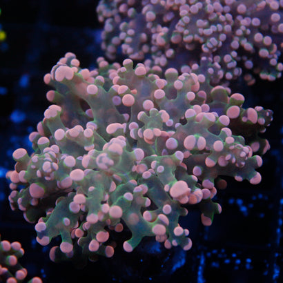 JC Pink Tip Octo