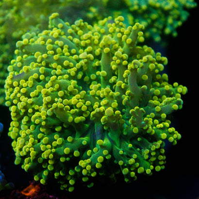 JC Neon Green Octo
