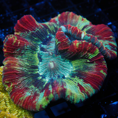 JC Rainbow Trachy