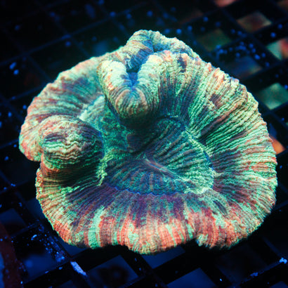 JC Rainbow Trachy