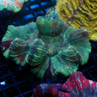 JC Rainbow Trachy