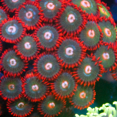 JC Zoa Frag