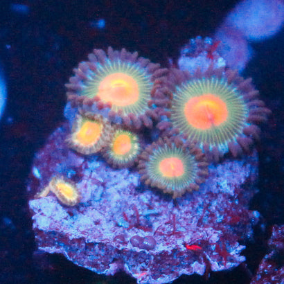JC Rainbow Zoa