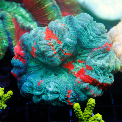 JC Warpaint Acanthophyllia