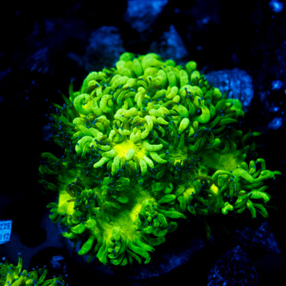 Elegance Coral