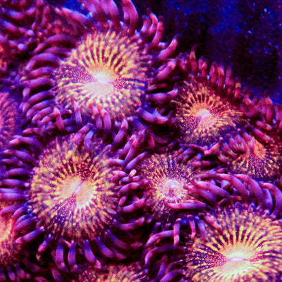 JC Speckled Kraze Zoa