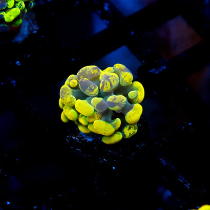 JC Yellow Splatter Hammer