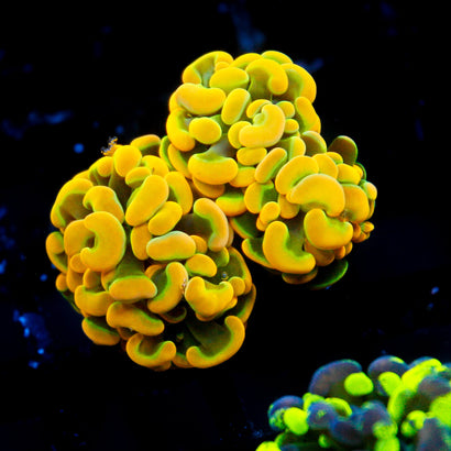 JC Rainbow Gold Hammer (2 Heads)