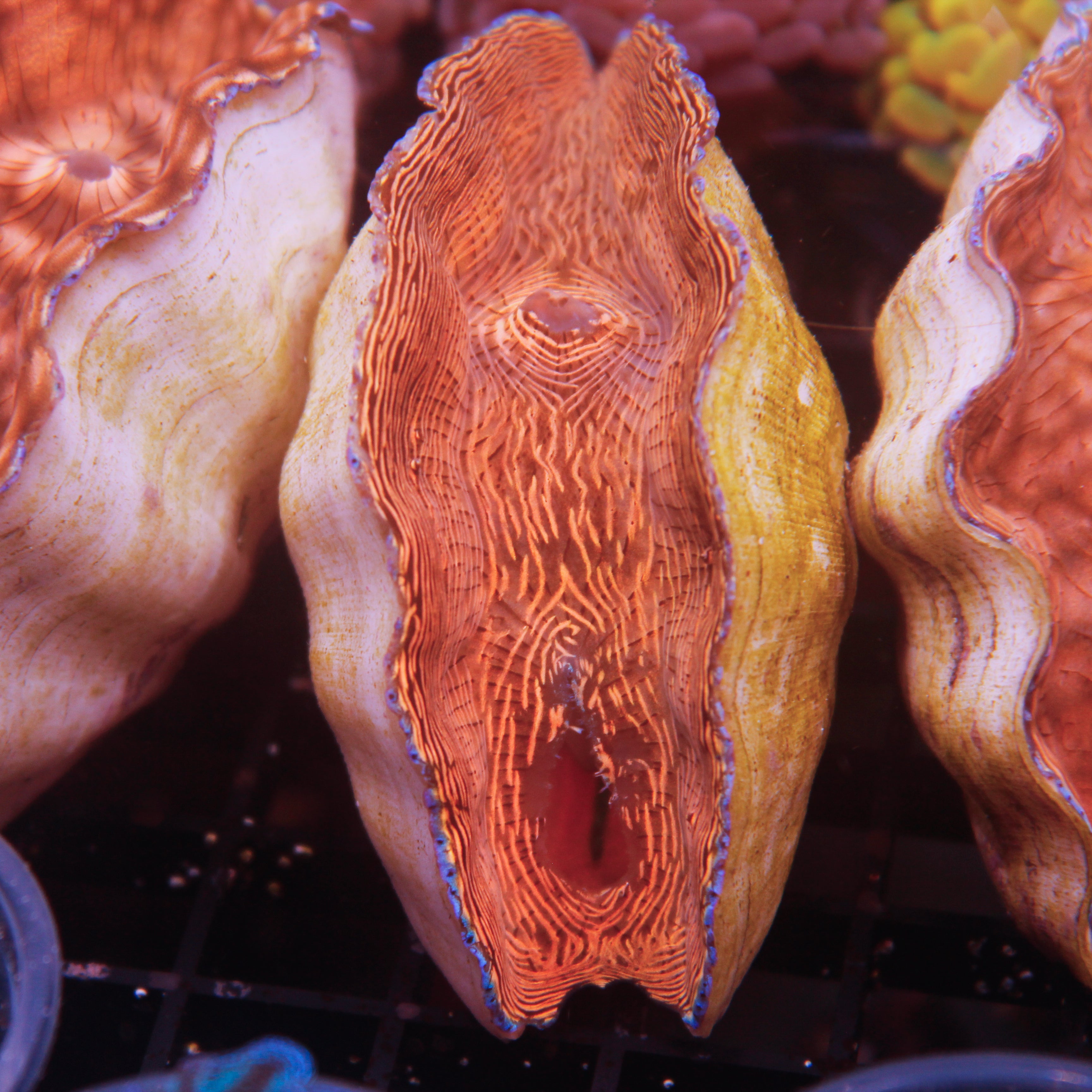 Zebra Derasa Clam – Jersey Corals