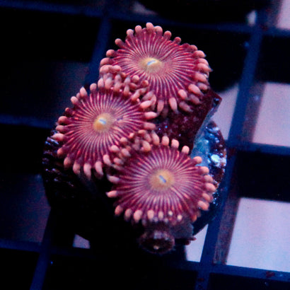JC Purple Star