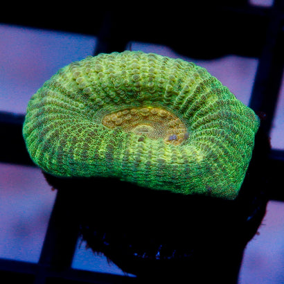 JC Neon Green Favia