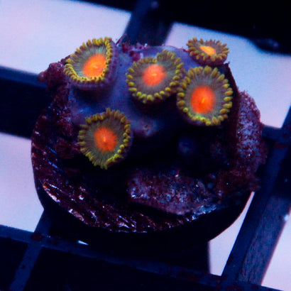 JC Alien Blood Zoa
