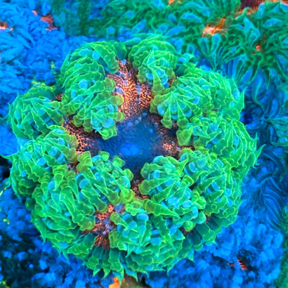 JC Ultra Rock Flower Anemone