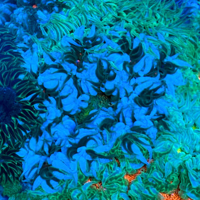 JC Ultra Rock Flower Anemone