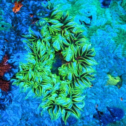 JC Ultra Rock Flower Anemone