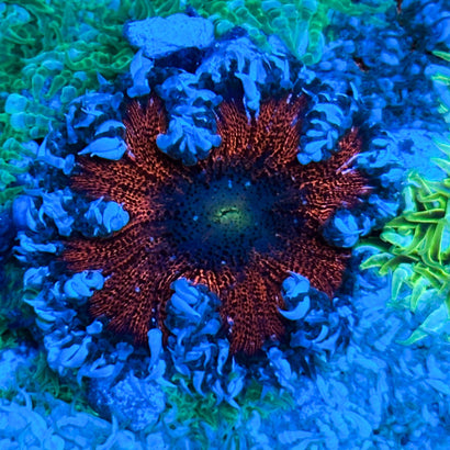 JC Ultra Rock Flower Anemone