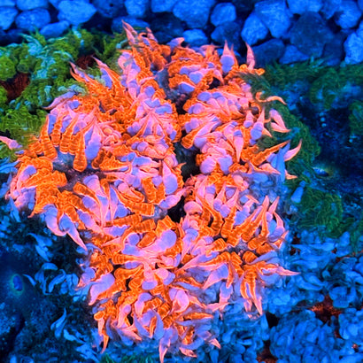 JC Ultra Rock Flower Anemone