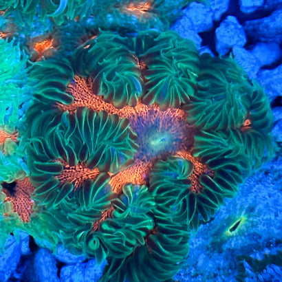 JC Ultra Rock Flower Anemone