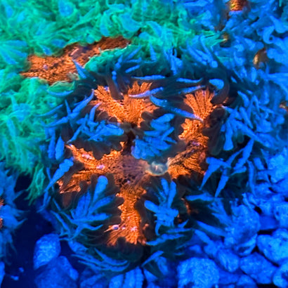 JC Ultra Rock Flower Anemone