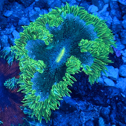 JC Ultra Rock Flower Anemone