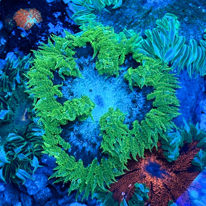 JC Ultra Rock Flower Anemone