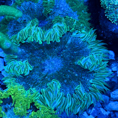 JC Ultra Rock Flower Anemone
