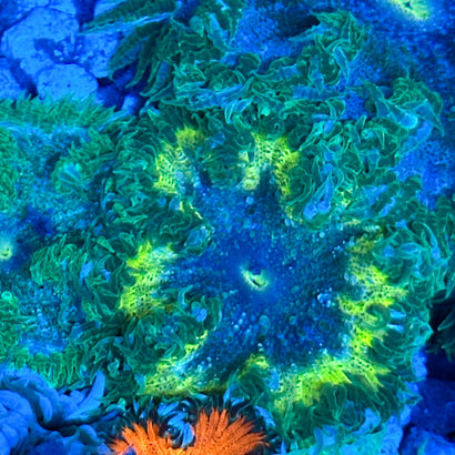 JC Ultra Rock Flower Anemone