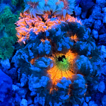 JC Ultra Rock Flower Anemone