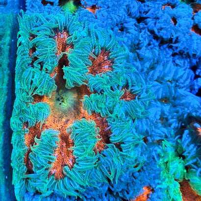 JC Ultra Rock Flower Anemone