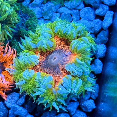 JC Ultra Rock Flower Anemone
