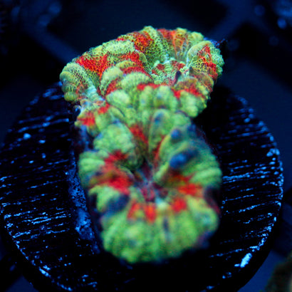JC Mint Tiger Acan
