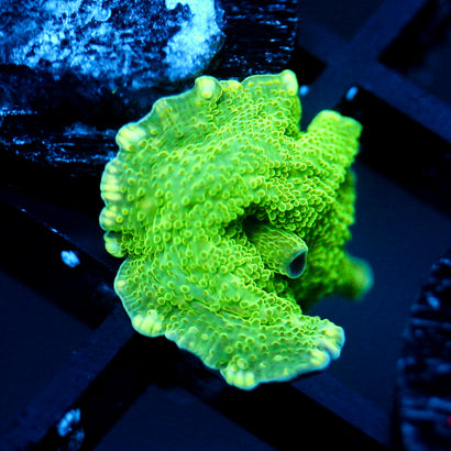 JC Lime Jello Discosoma
