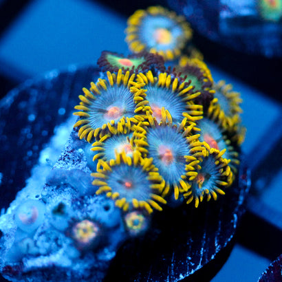 JC Saturn Zoanthid