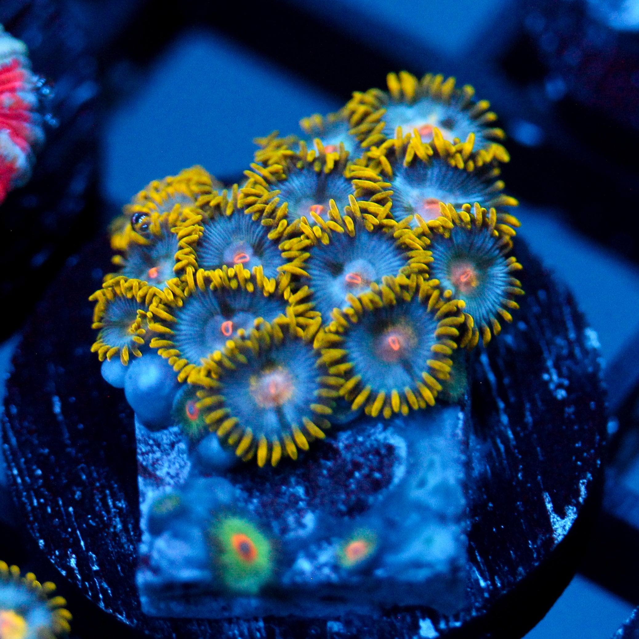 JC Saturn Zoanthid
